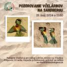 Pozorovanie včelárikov