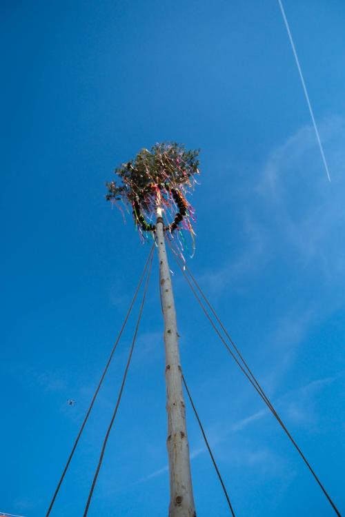 Stavanie májov v Stupave 30. apríla 2025. Fotogaléria: Peter Kubička