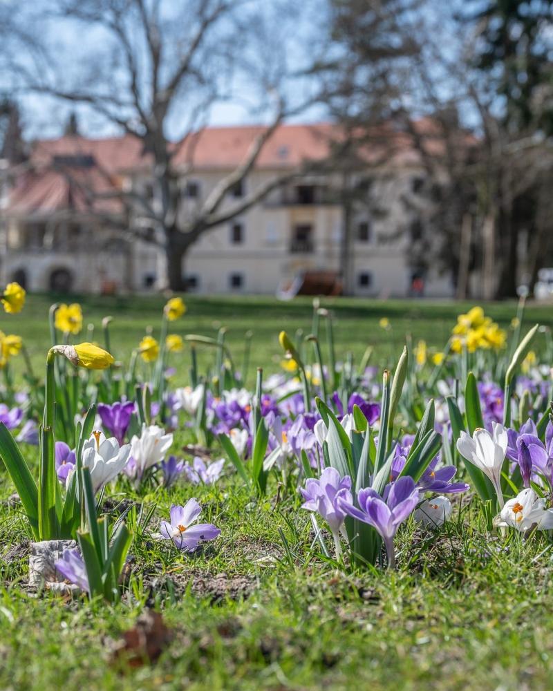 Po rozsiahlej rekonštrukcii Bratislavský kraj dokončil obnovu historického Kaštieľskeho parku v Stupave.