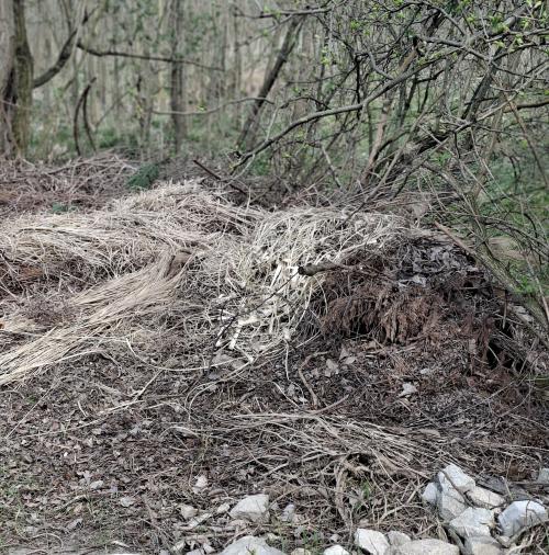 Skládka biologicky rozložiteľného odpadu v lese.