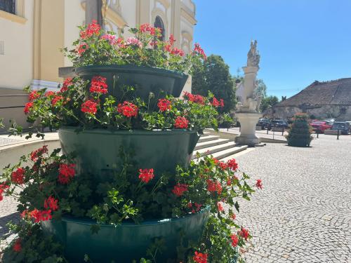 Muškátové pyramídy pred kostolom.