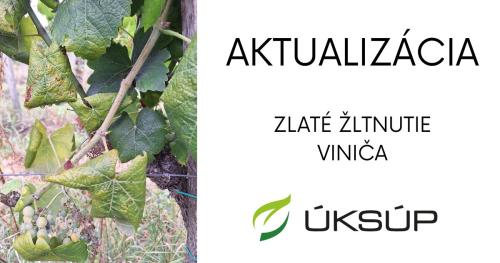 Ústredný kontrolný a skúšobný ústav poľnohospodársky v Bratislave informuje - Zlaté žltnutie viniča