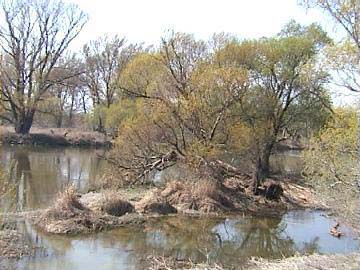 Niva Moravy 
Foto: www.awd.sk - 1