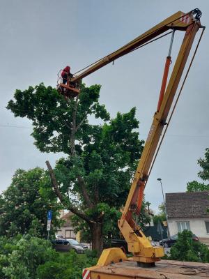 SPADNUTÝ STROM ZASAHOVAL DO KOMUNIKÁCIE